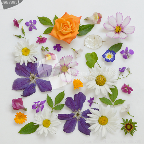 Image of Selection of Various Flowers Isolated