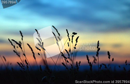 Image of Dried flowers and grass