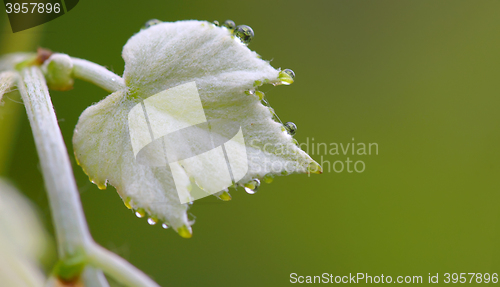 Image of Leaves and rain drops