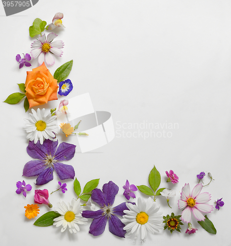 Image of Frame of Various Flowers Isolated