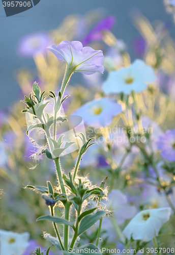 Image of Pinkish \"Tobacco Plant\" flowers