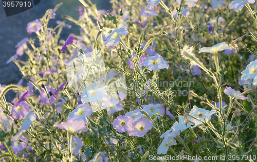 Image of Pinkish \"Tobacco Plant\" flowers