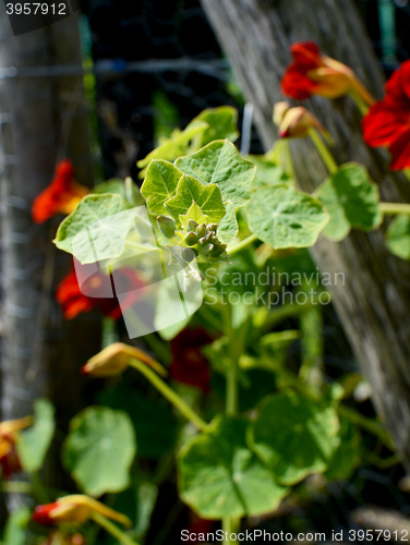 Image of Closed nasturtium flower buds