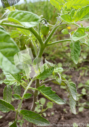 Image of Small green tomato starting to grow in an allotment