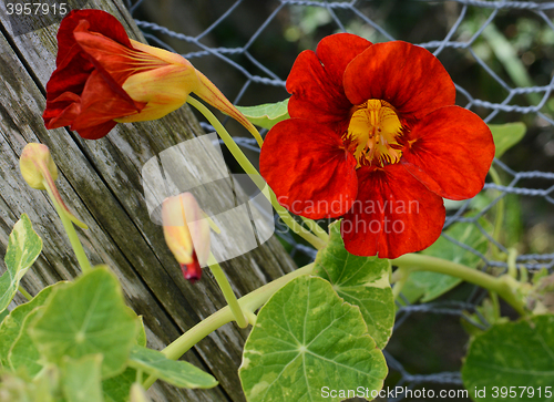 Image of Deep red nasturtium flower growing against green leaves