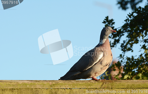 Image of Plump wood pigeon on a wooden fence