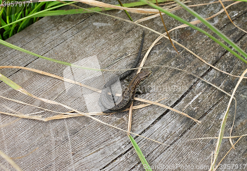 Image of Eurasian common lizard among long grass on a boardwalk