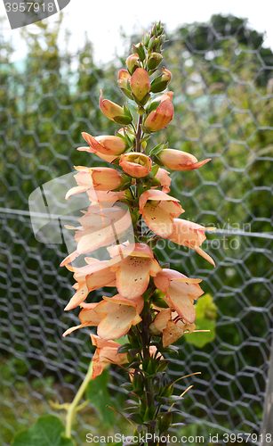 Image of Tropical foxglove flower spike