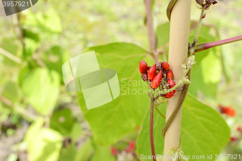 Image of Red runner bean flower buds