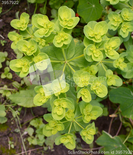Image of Euphorbia helioscopia - a spurge plant