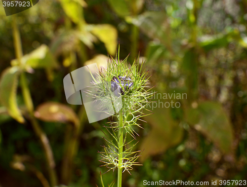 Image of Love in a mist flower bud