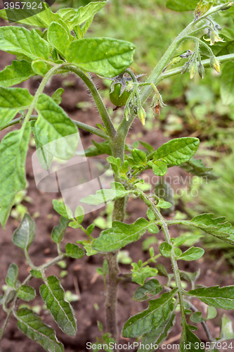 Image of Green tomato fruit growing among flower buds