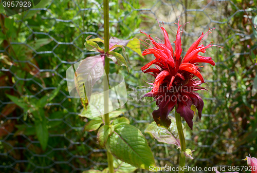 Image of Red bergamot flower