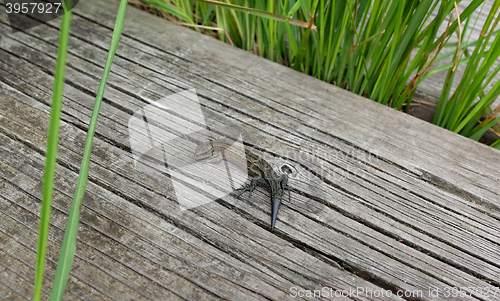 Image of Common lizard on a boardwalk among grass