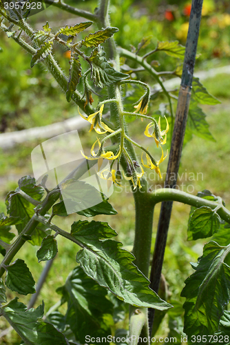Image of Yellow flowers on a tomato plant