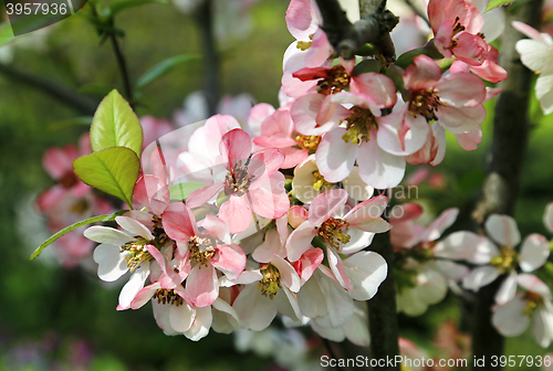 Image of Beautiful flowers of spring tree