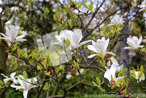 Image of Blooming magnolia with beautiful white flowers 