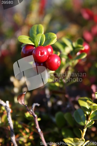 Image of Vaccinium vitis-idaea