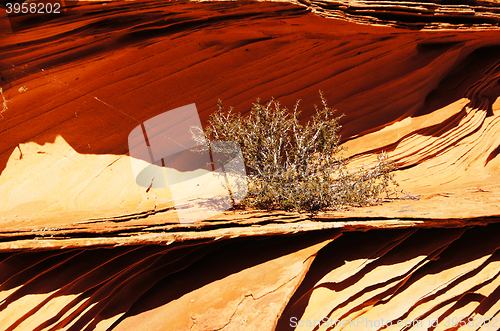 Image of The Wave, Vermilion Cliffs National Monument, Arizona, USA