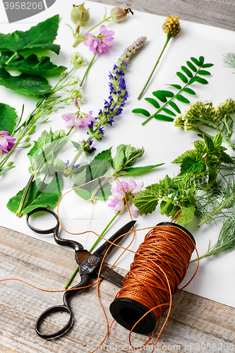 Image of Herbarium of plants