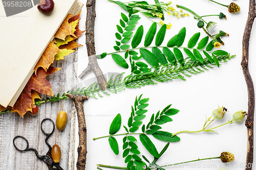 Image of Herbarium of plants