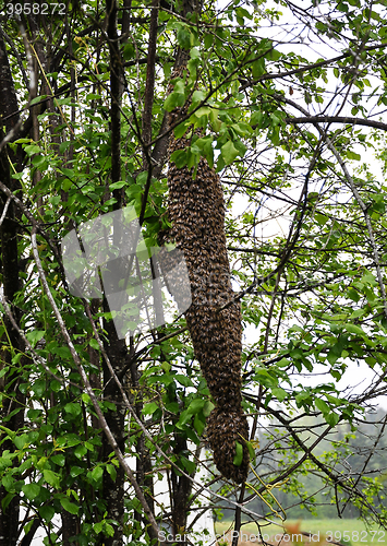 Image of Swarm of bees