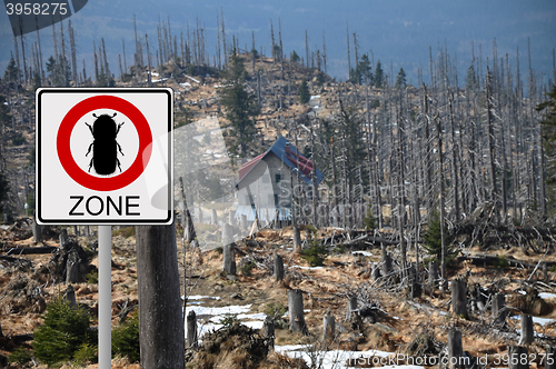 Image of Bark beetle zone at mount Rachel