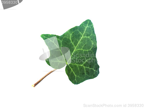 Image of Ivy Hedera plant leaf