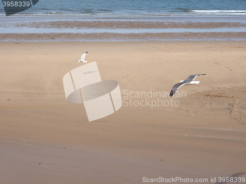 Image of Seagull bird animal