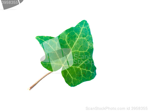 Image of Ivy Hedera plant leaf