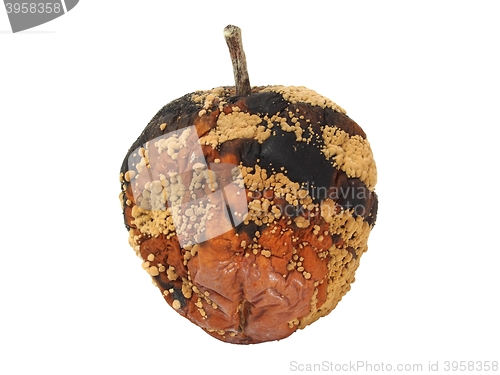 Image of Spoiled apple