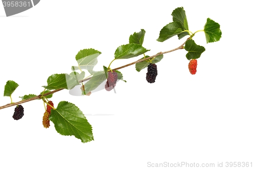 Image of Branch of white mulberry