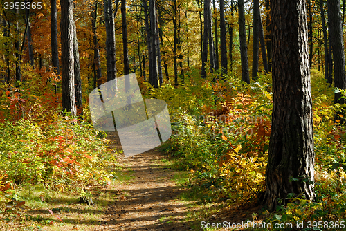 Image of Path in autumn forest