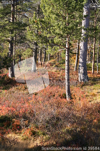 Image of Forest