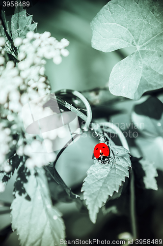 Image of Ladybird on a leaf