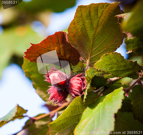 Image of hazelnuts on a branch