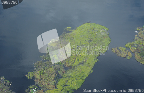 Image of Algae in a pond