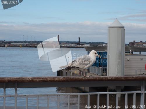 Image of Seagull bird animal