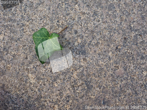 Image of Ivy Hedera plant leaf