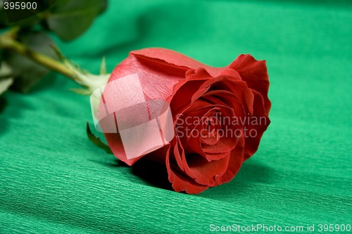 Image of red rose