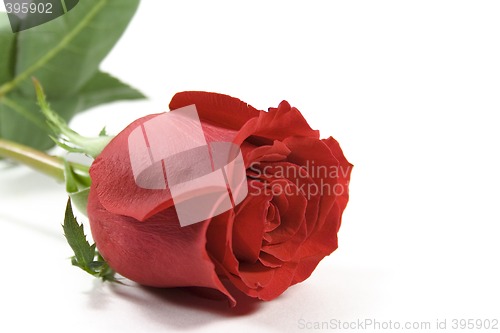 Image of red rose