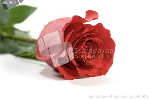 Image of red rose