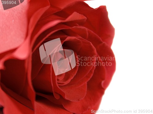Image of rose