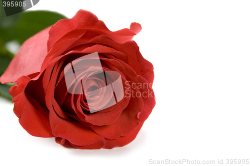 Image of red rose
