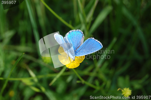 Image of butterfly
