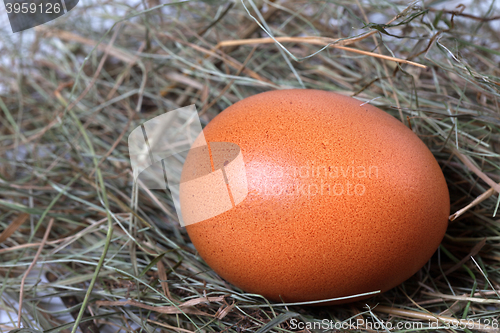 Image of Chicken egg in nest