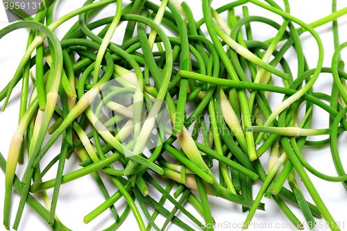 Image of Fresh green garlic scape on white