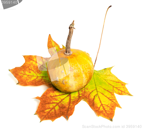 Image of Small decorative pumpkin on autumn maple-leaf
