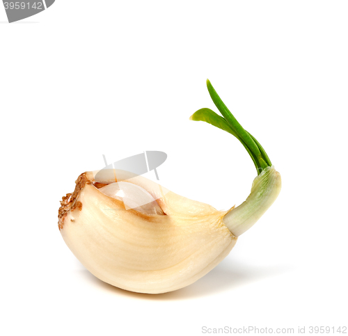 Image of Sprouting clove of garlic