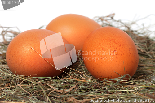 Image of Three chicken eggs in nest